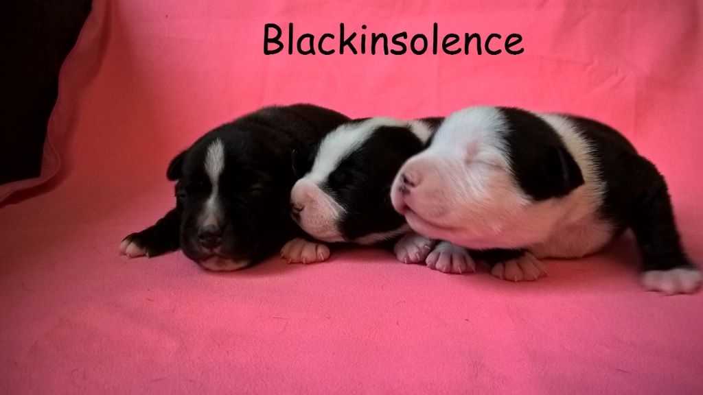 Black Insolence - Staffordshire Bull Terrier - Portée née le 22/09/2018