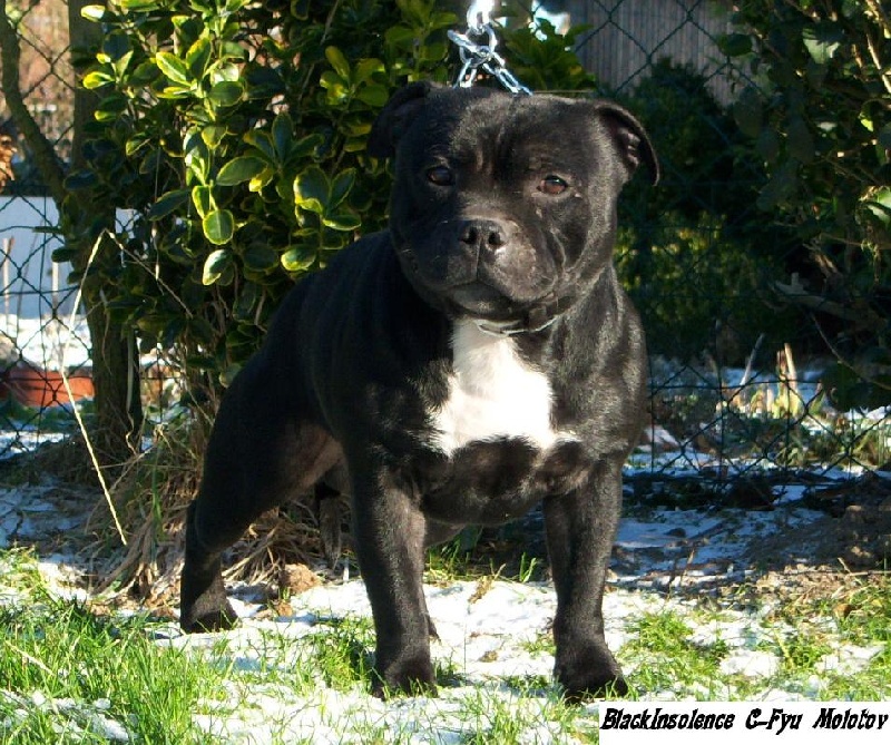Black Insolence C-fyu molotov