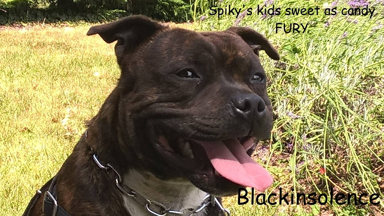 Fury spiky's kids sweet as candy