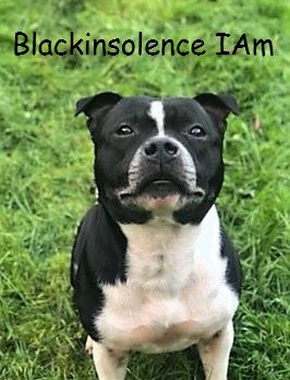 Black Insolence Iam