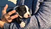 CHIOT